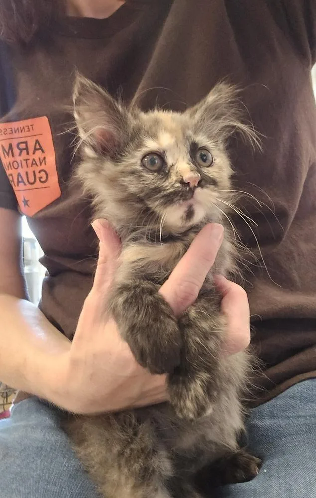 A baby small-sized female Domestic Short Hair cat named Kimchi for adoption in Dickson, TN