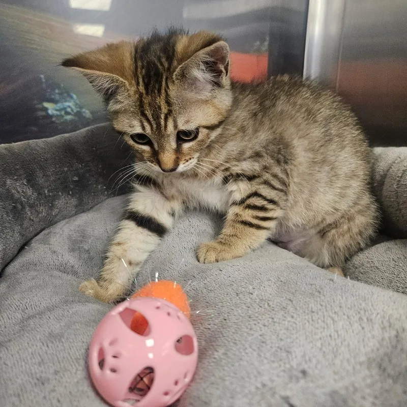 A baby small-sized female Brown / Chocolate Domestic Short Hair cat named Dempsey for adoption in Grantsville, UT