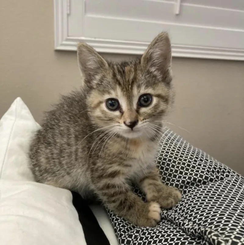 A baby medium-sized female Tabby (Brown / Chocolate) Tabby cat named Hazel for adoption in Huntington Beach, CA