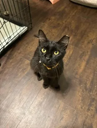 An adult medium-sized male Black Domestic Short Hair cat named Sheldon for adoption in Houston, TX