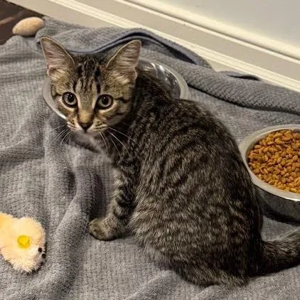 A baby medium-sized female Gray / Blue / Silver Domestic Short Hair cat named Mystic for adoption in South Elgin, IL