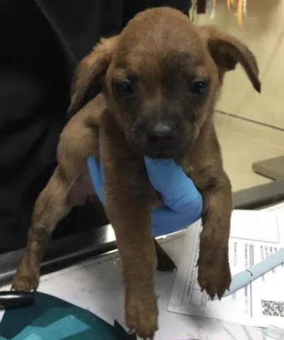 A baby small-sized female Chihuahua dog named April for adoption in Riverside, CA