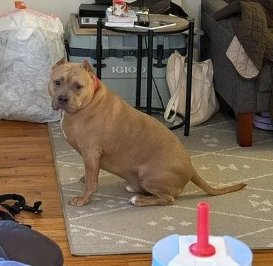 Meatball thumbnail 2