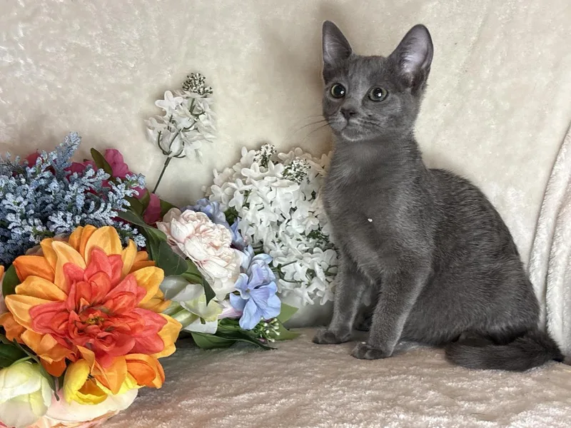 A baby small-sized female Gray / Blue / Silver Domestic Short Hair cat named Legs Zeze for adoption in Chandler, AZ