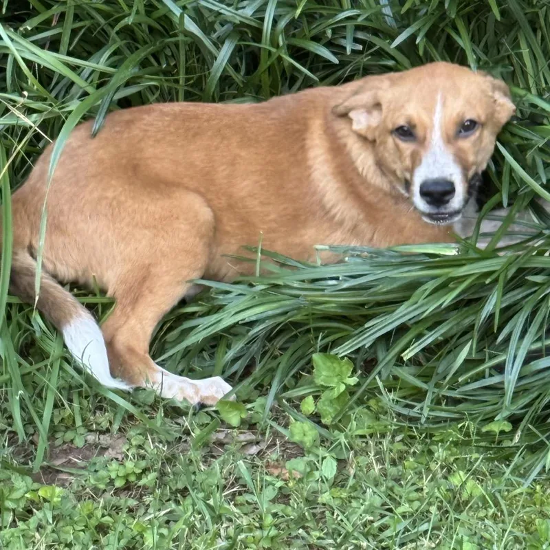 A baby medium-sized male Red / Chestnut / Orange Cattle Dog dog named Mikey for adoption in Brownsboro, AL