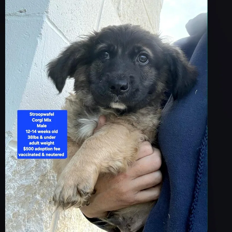 A baby medium-sized male Corgi dog named Stroopwafel for adoption in Oviedo, FL
