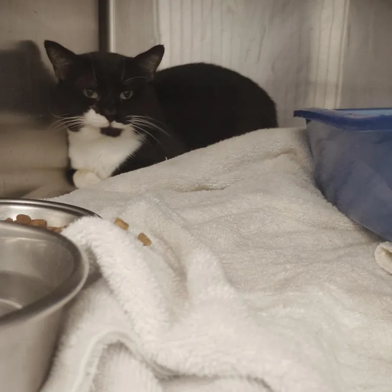 A senior medium-sized male Black Domestic Short Hair cat named Ben for adoption in Tuscaloosa, AL