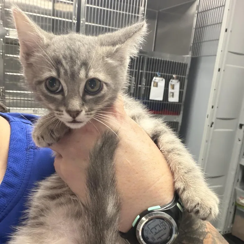 A baby small-sized female Gray / Blue / Silver Domestic Short Hair cat named Jameson for adoption in Marion, VA