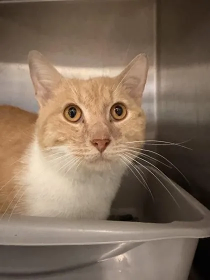 An adult large-sized male Domestic Short Hair cat named Echo for adoption in Lafayette, IN