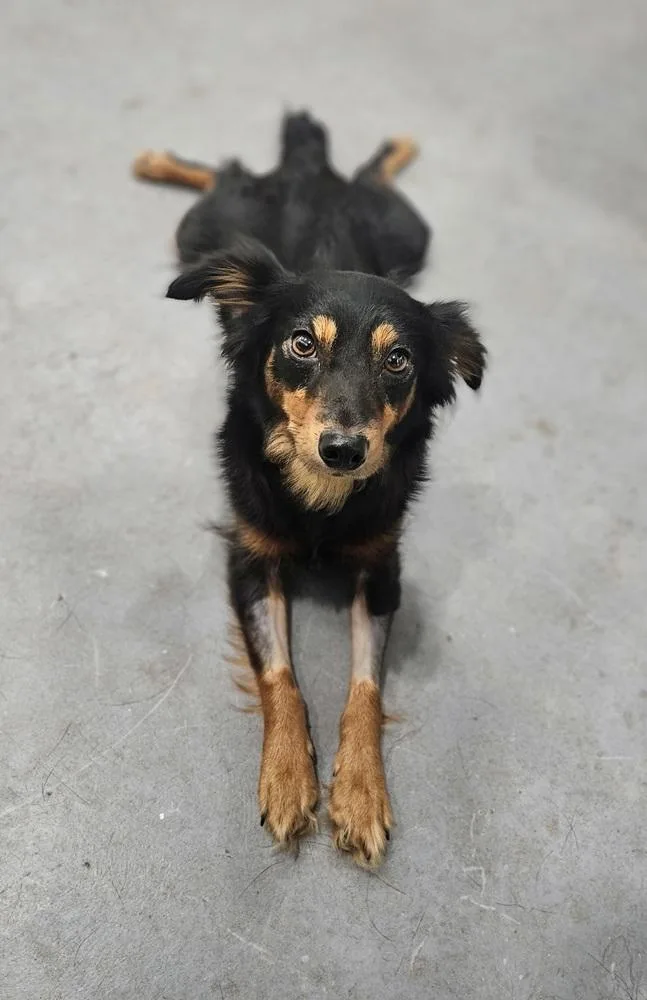 An adult small-sized female Brown / Chocolate Terrier dog named Laveau for adoption in San Leon, TX