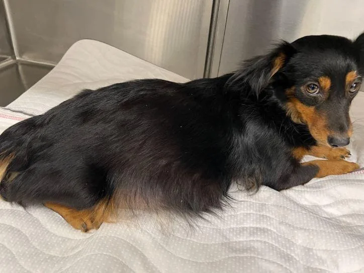 Laveau thumbnail 2