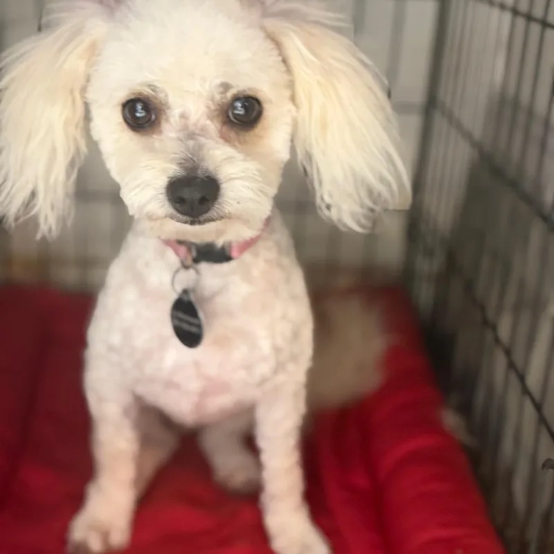 A young small-sized female White / Cream Miniature Poodle dog named Summer for adoption in Phoenix, AZ