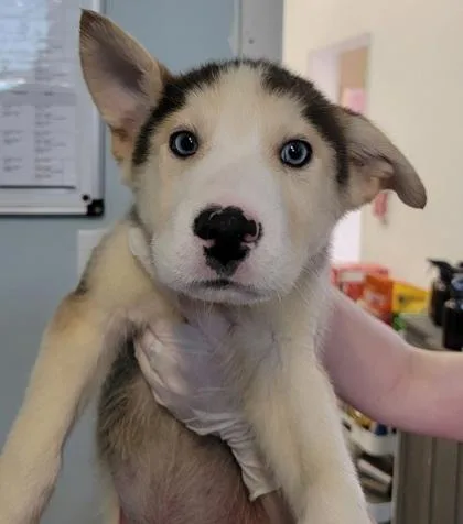 A baby medium-sized male Mixed Breed dog named Holland for adoption in West Chester, PA