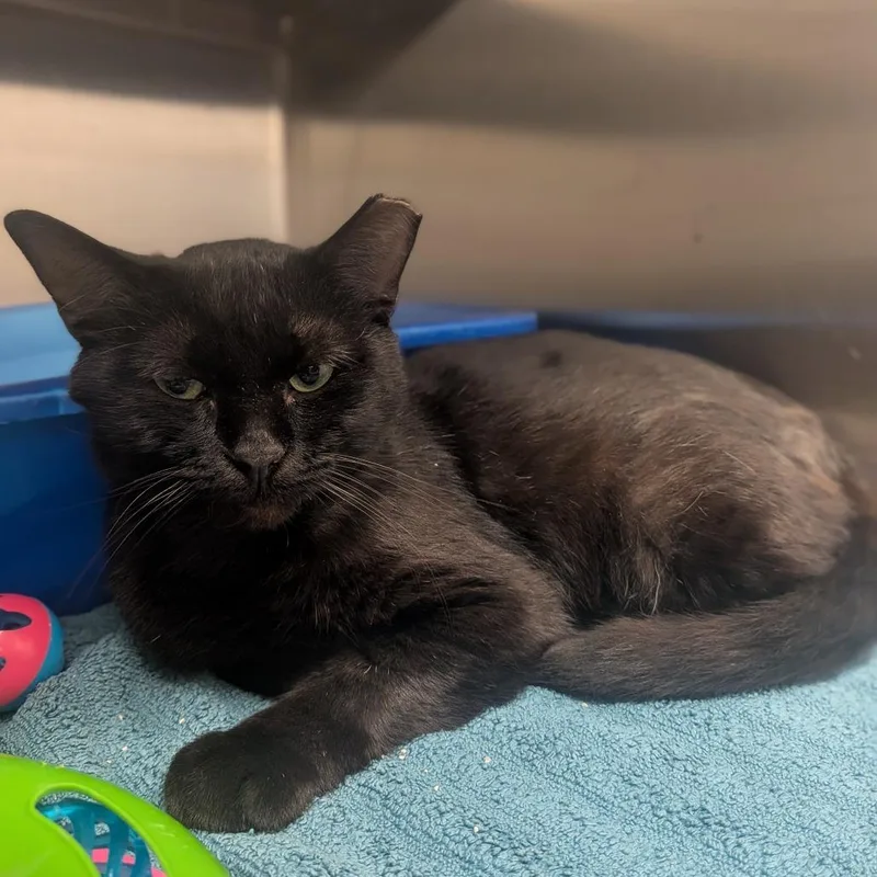 An adult small-sized male Domestic Short Hair cat named Boo for adoption in Prairie du Chien, WI
