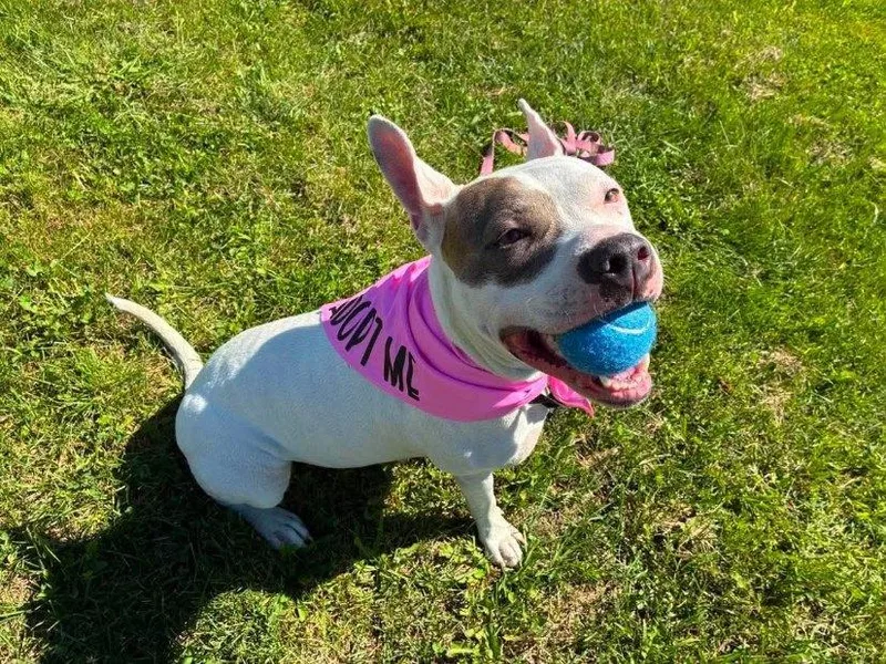 A young medium-sized female Pit Bull Terrier dog named Nola for adoption in Salamanca, NY