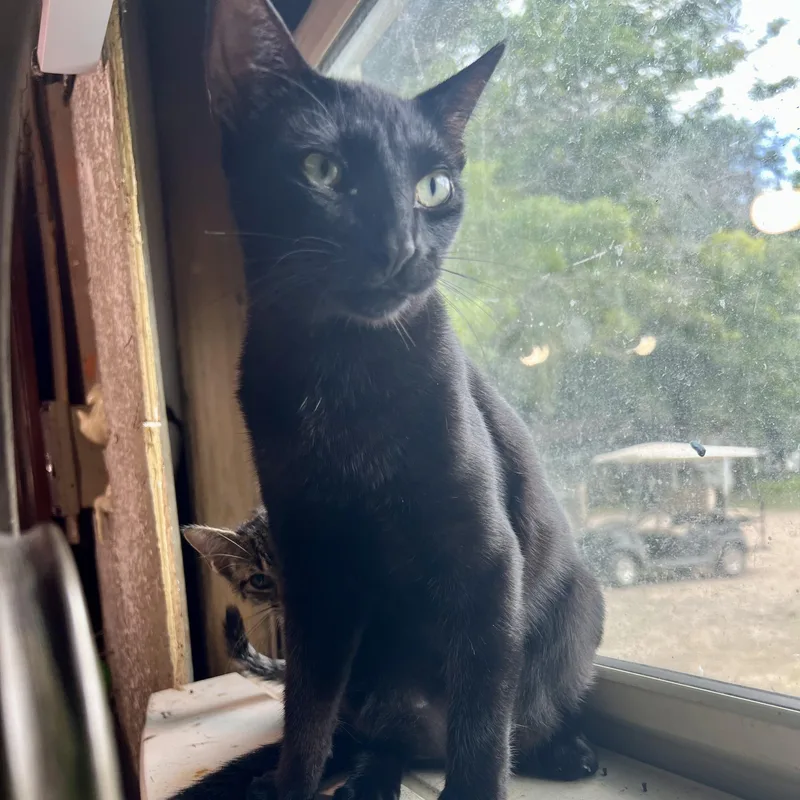 A young medium-sized female Black Domestic Short Hair cat named Figg for adoption in Houston, TX