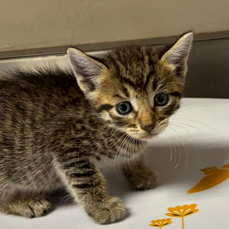 A baby small-sized female Gray / Blue / Silver Domestic Short Hair cat named Alohomora for adoption in San Antonio, TX