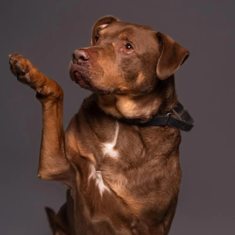 Roscoesponsor Me! thumbnail 2