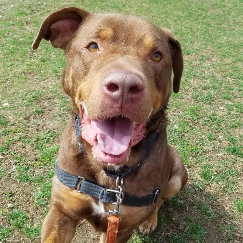 Roscoesponsor Me! thumbnail 6