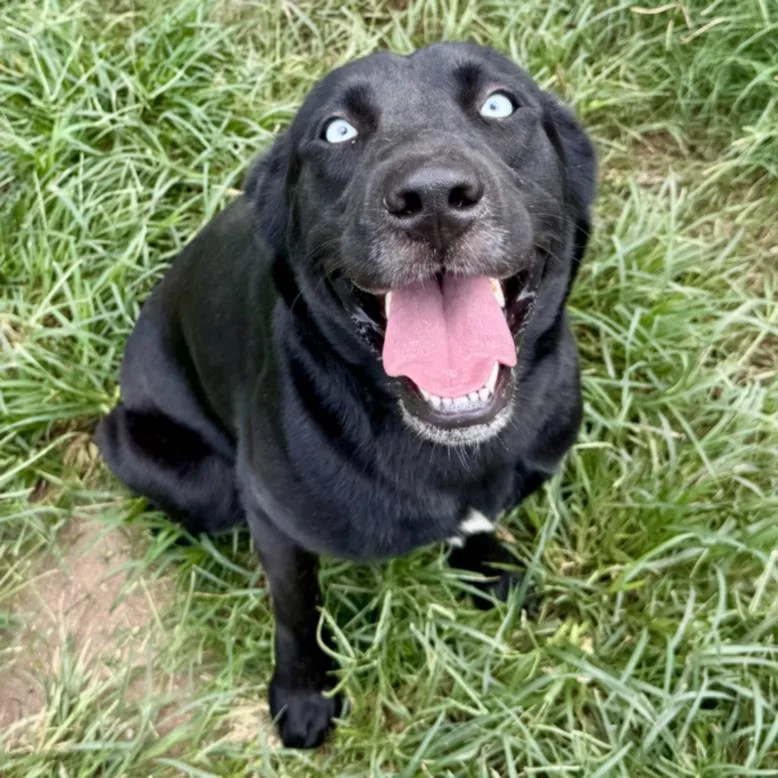 A young large-sized female Labrador Retriever dog named Willow for adoption in Houston, TX