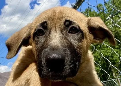 A young medium-sized male Brown / Chocolate Shepherd dog named Cliff for adoption in Glasgow, KY