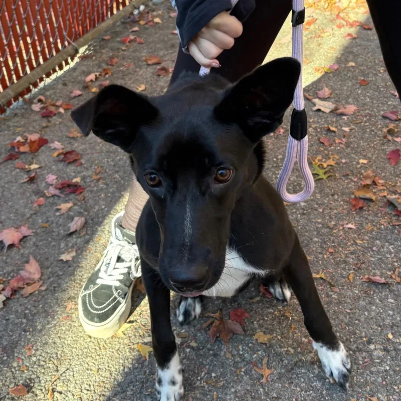 A young medium-sized female Black Mixed Breed dog named Avery for adoption in East Hanover, NJ
