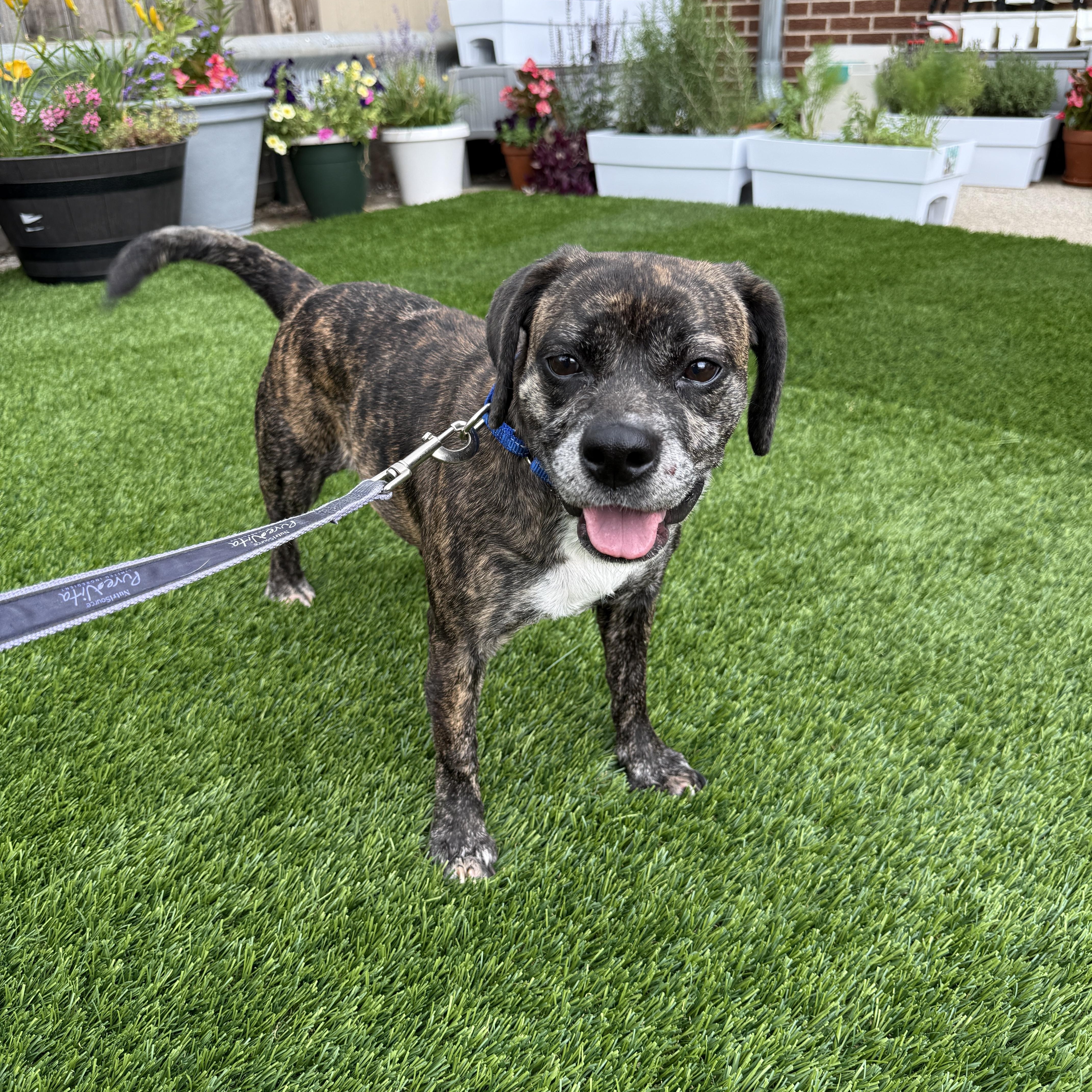 An adult medium-sized female Brindle Puggle dog named Stella for adoption in Evanston, IL