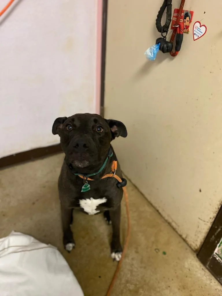 Remi