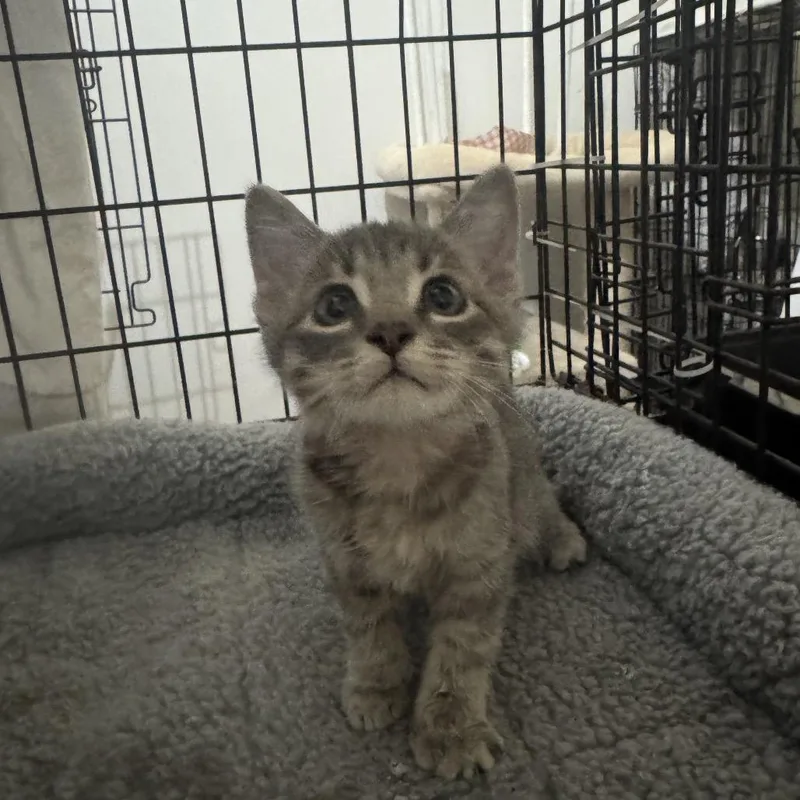 A baby small-sized female Gray / Blue / Silver Domestic Short Hair cat named Angel Food for adoption in Pacific Palisades, CA