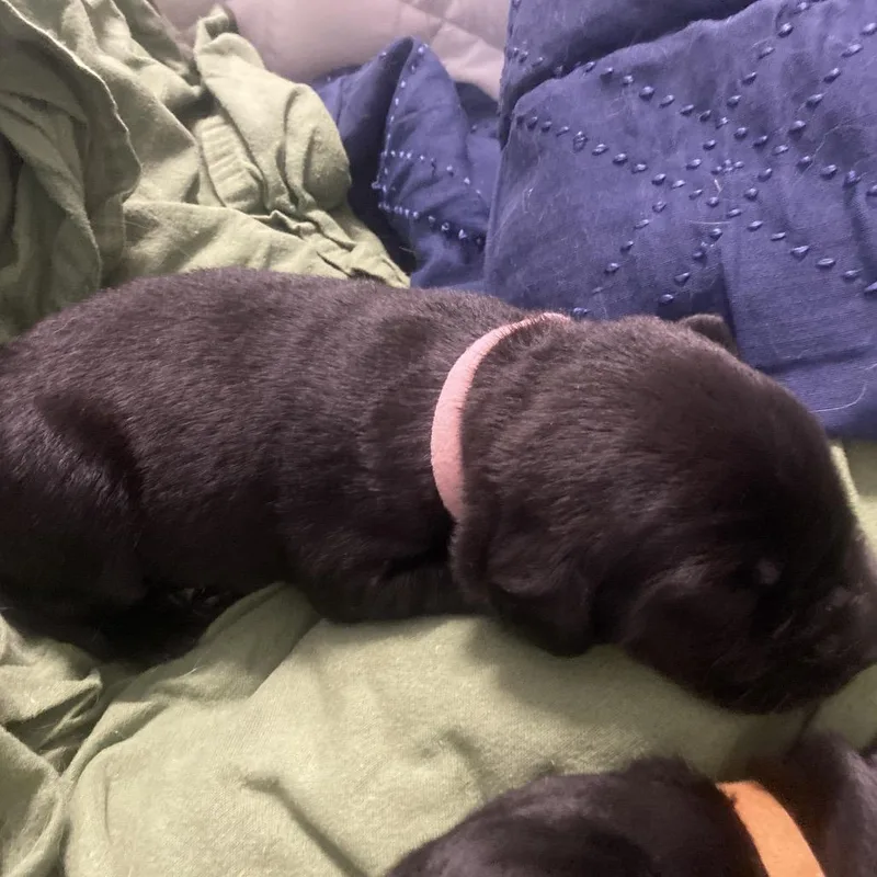 A baby medium-sized female Black Mixed Breed dog named Charity for adoption in Columbus, NC