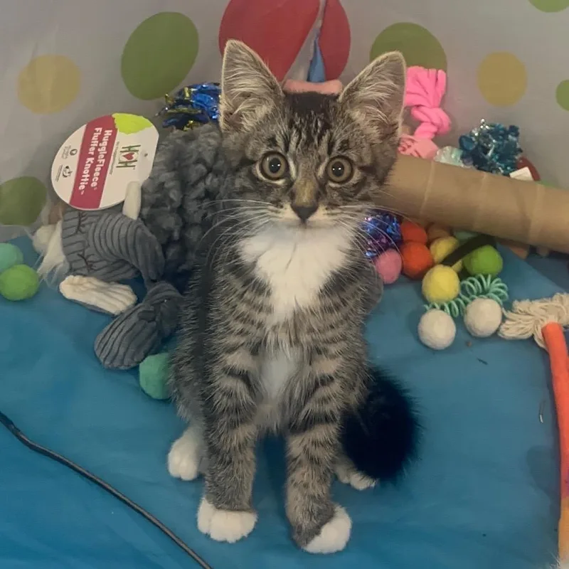 A baby small-sized male Brown / Chocolate Domestic Short Hair cat named Fig for adoption in Spokane, WA