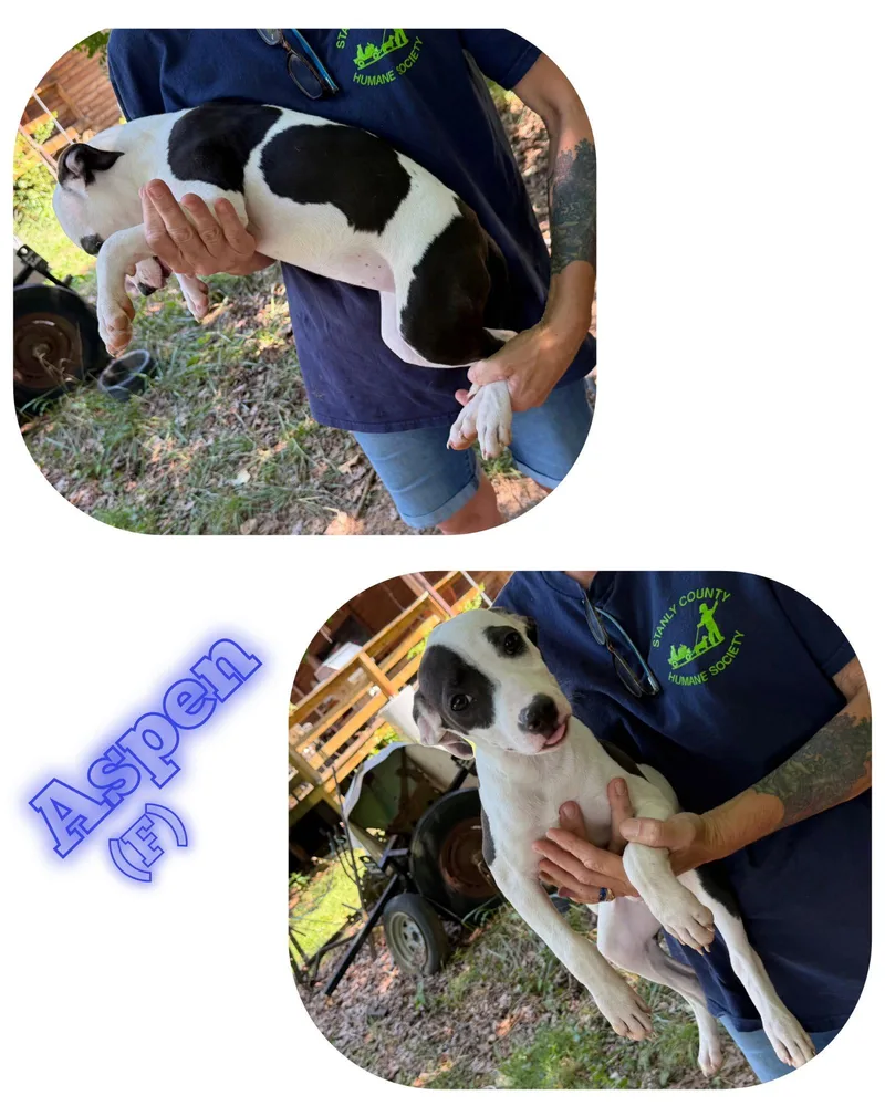 A young medium-sized female Pit Bull Terrier dog named Aspen for adoption in Albemarle, NC