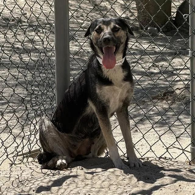 A young medium-sized female German Shepherd Dog dog named Mitzi for adoption in Thousand Palms, CA