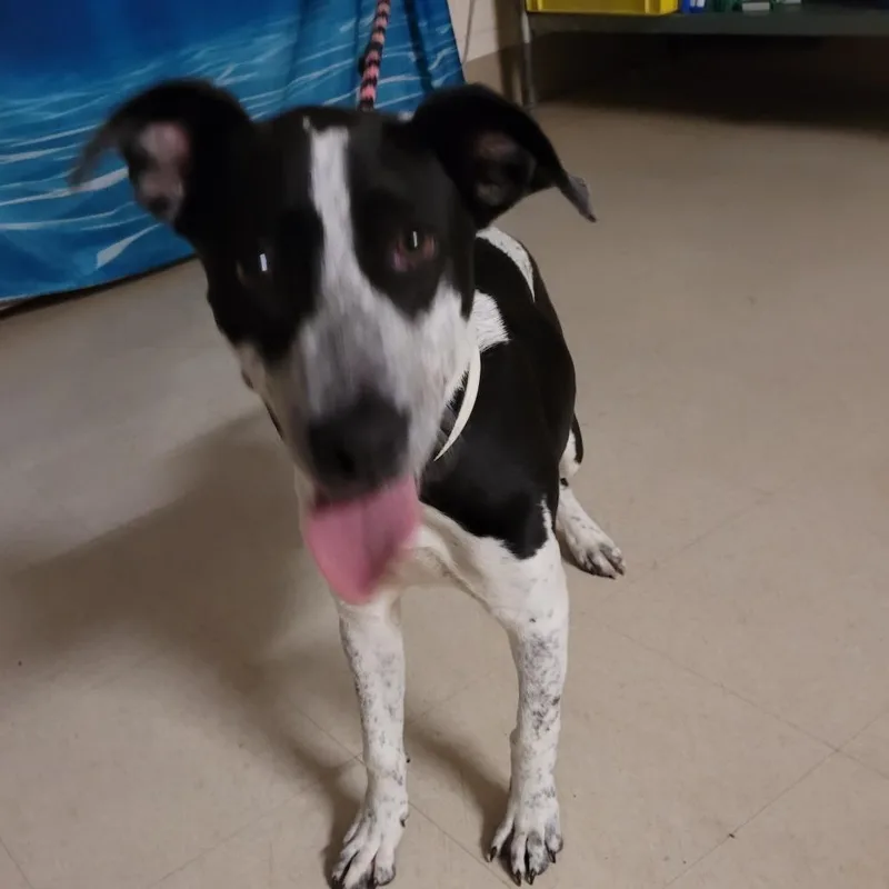 An adult medium-sized female Black Mixed Breed dog named Bindi for adoption in Lake Panasoffkee, FL
