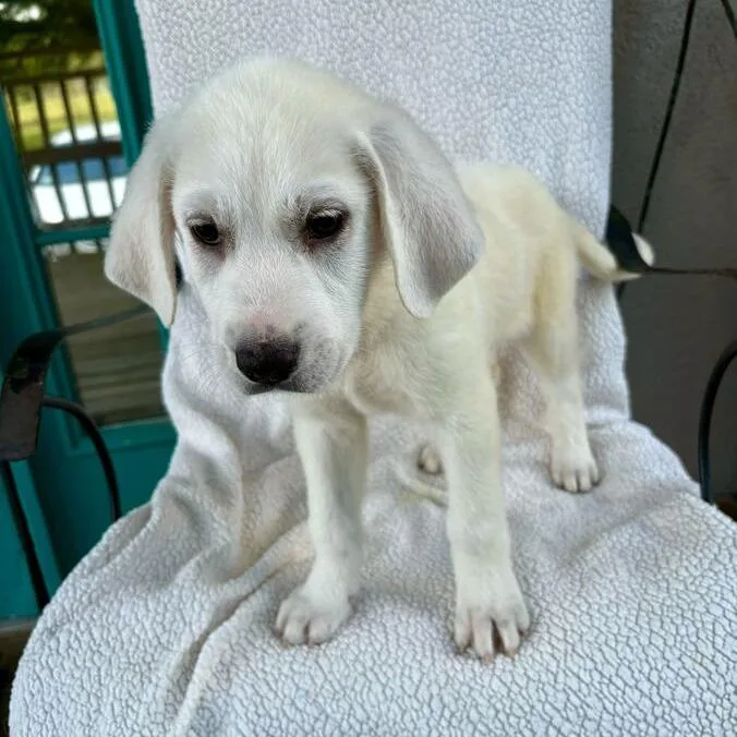 Crows Nest thumbnail 2