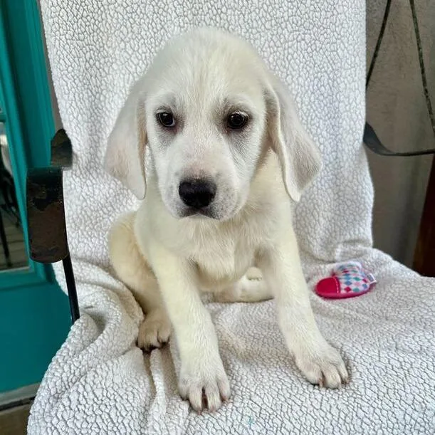 Crows Nest thumbnail 3