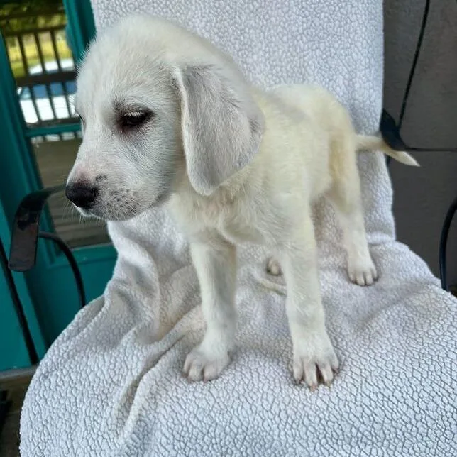 Crows Nest thumbnail 4