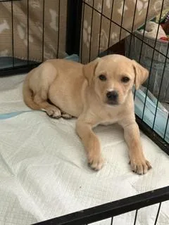 Stella