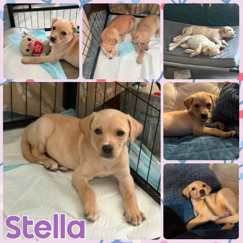 Stella thumbnail 2
