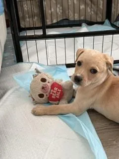Stella thumbnail 4