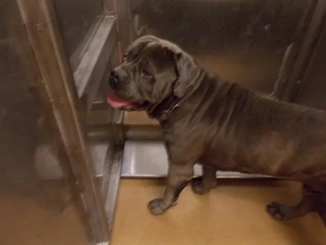 A senior large-sized male Cane Corso dog named Ceasar for adoption in Martinez, CA