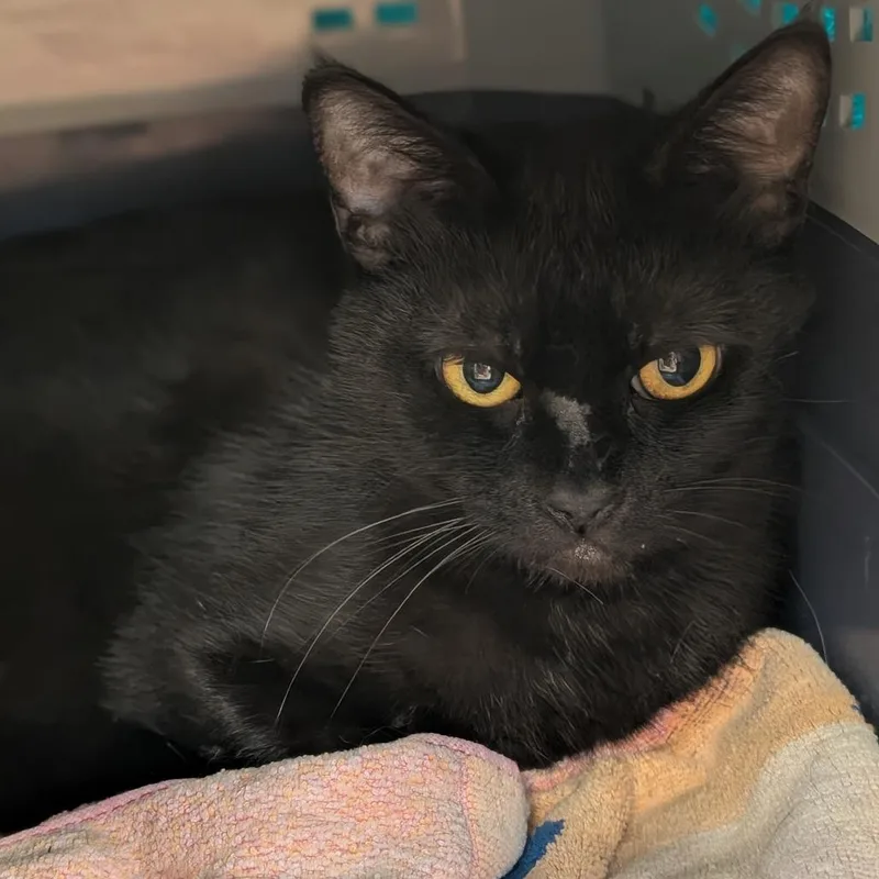 An adult medium-sized female Black Domestic Short Hair cat named Sesame for adoption in Sonoma, CA