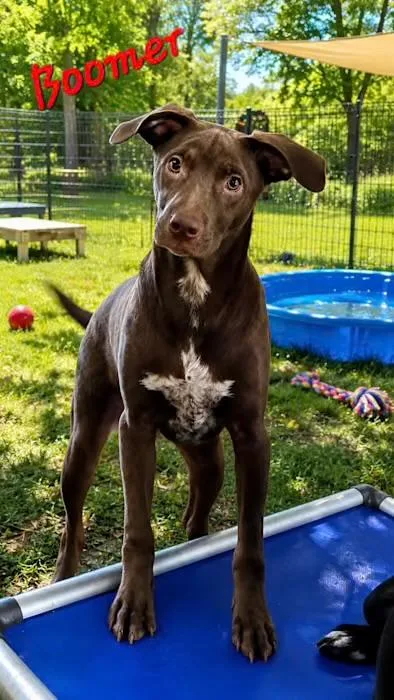 A young medium-sized male Brown / Chocolate Labrador Retriever dog named Boomer for adoption in Watertown, CT