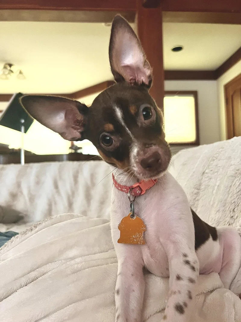 A young small-sized male Chihuahua dog named Billy for adoption in Sunnyvale, CA