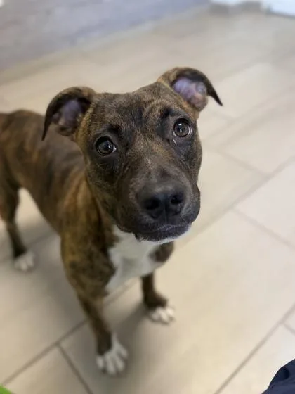 A young medium-sized female American Bulldog dog named Cash for adoption in Daytona Beach, FL
