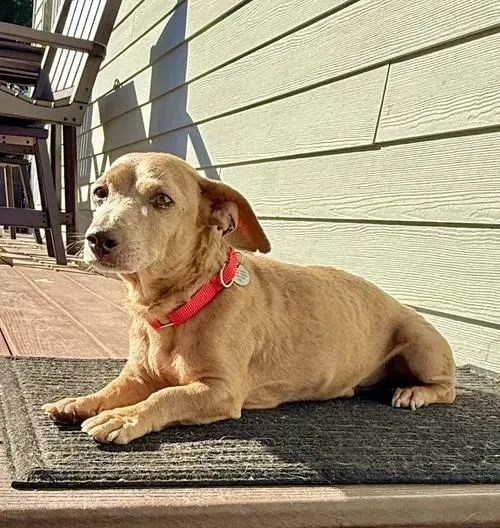 A senior small-sized male Miniature Dachshund dog named Hugo for adoption in St. Paul, MN