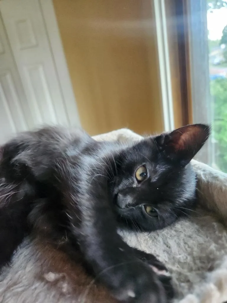 A baby medium-sized female Domestic Short Hair cat named Espresso for adoption in Minneapolis, MN