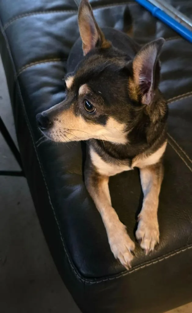An adult small-sized male Chihuahua dog named Jax for adoption in Manchester, TN