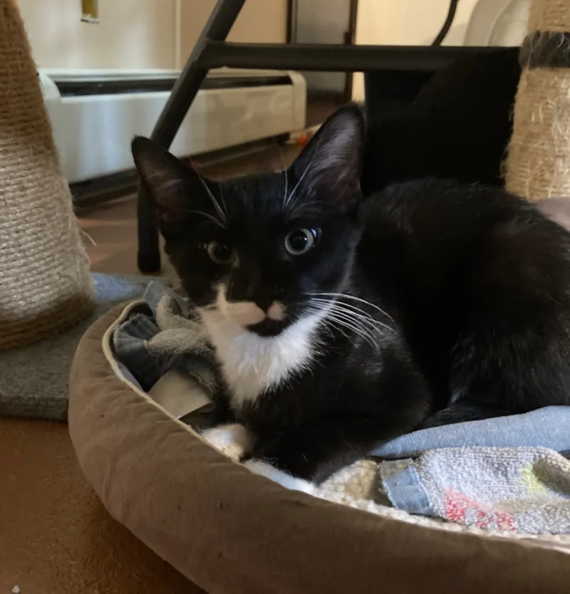 Rockhopper ~ “rocky” thumbnail 3