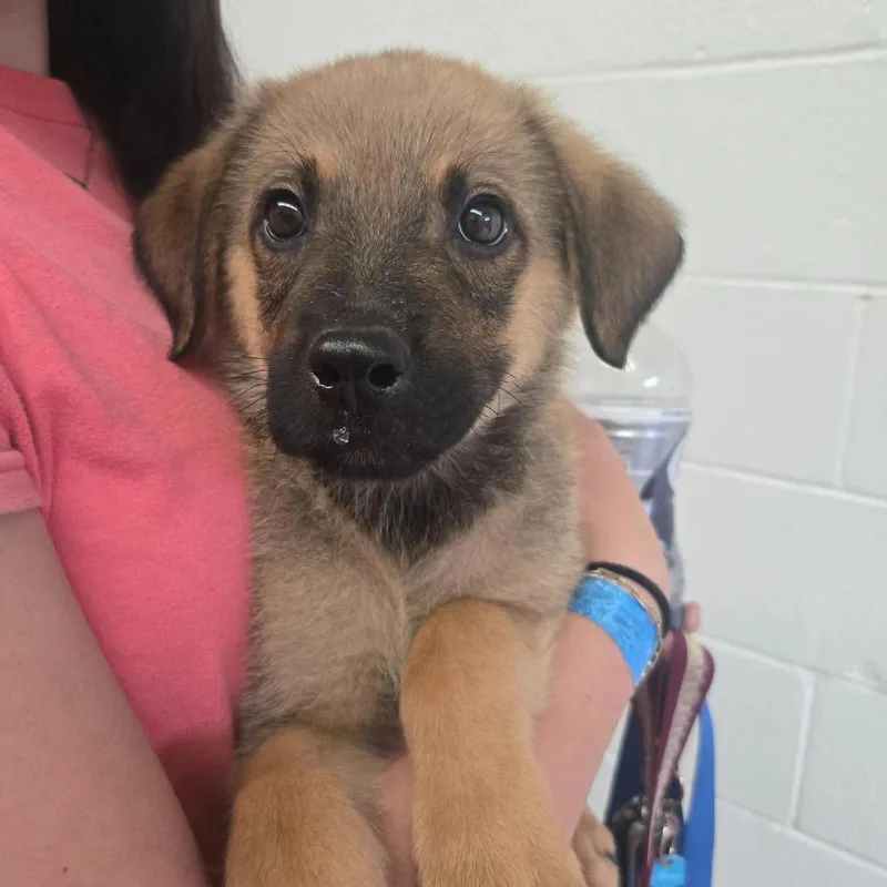 A baby medium-sized male Brown / Chocolate Rottweiler dog named Outfield for adoption in Olathe, KS